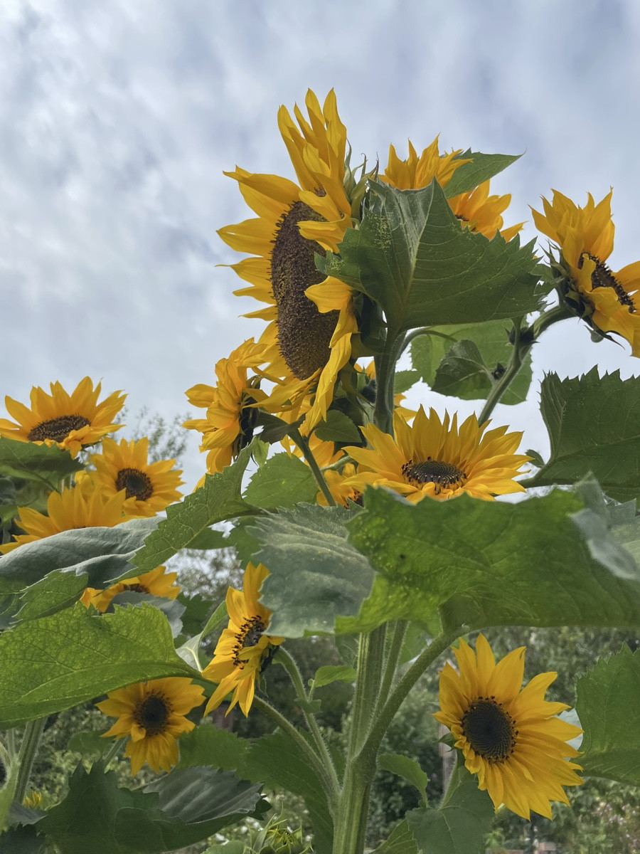 🧑‍🌾🧑‍🌾