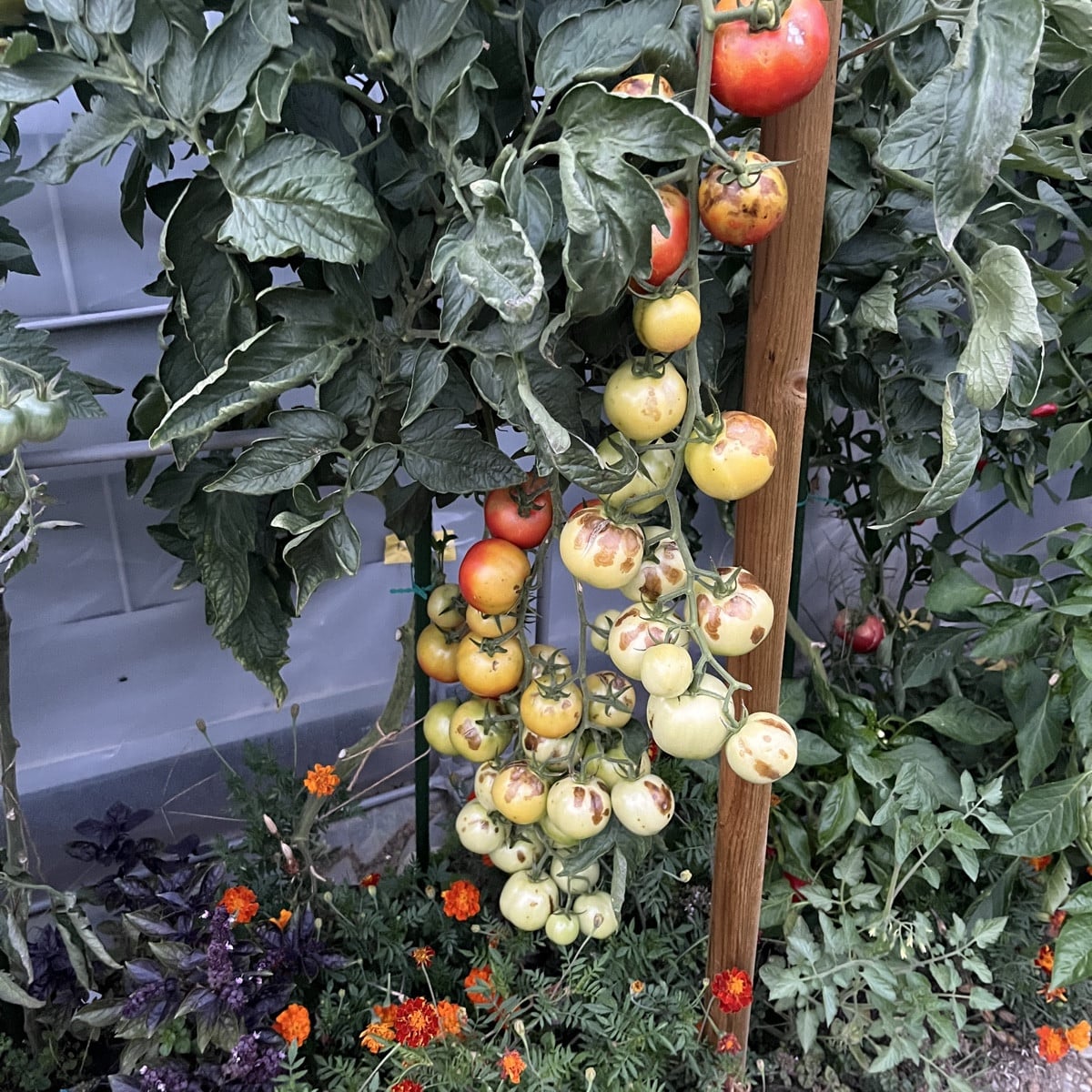 Hallo Leute

Was würdet ihr denn mit dieser Tomate machen? Bild 1 heute, Bild 2 vor einer Woche. Das Laub sieht gesund …
