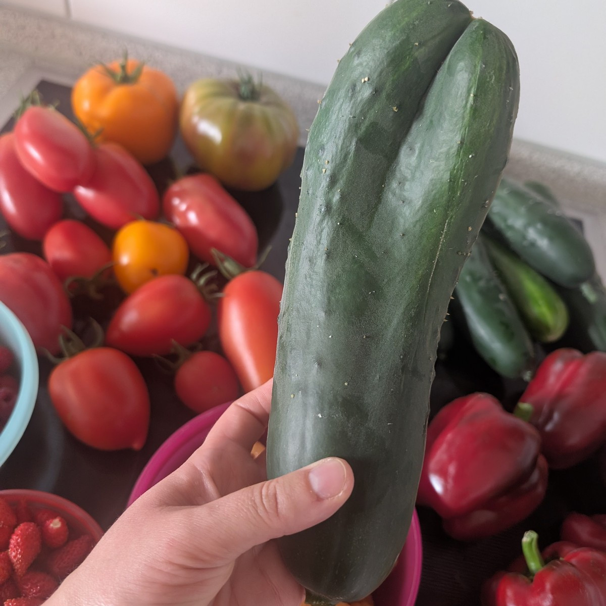 #einkaufenimgarten Meine heutige Ausbeute, bei den Gurken gab sogar siamesische Zwillinge 