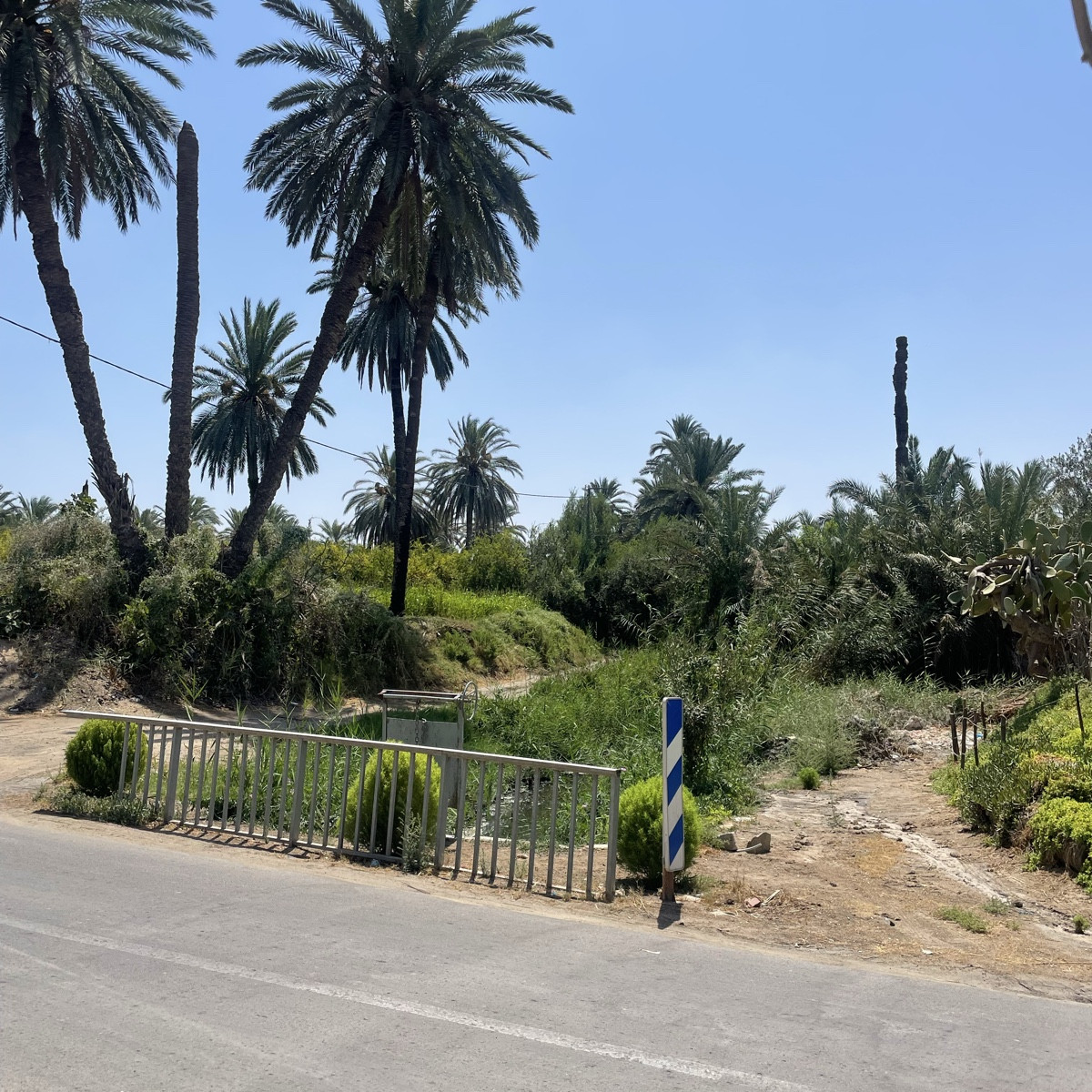 Südtunesien 🌴☀️
Legmi – frischer Palmensaft direkt von der Palme 🌴🥤, dazu Bananen, Trauben, Oliven und vieles mehr
I…
