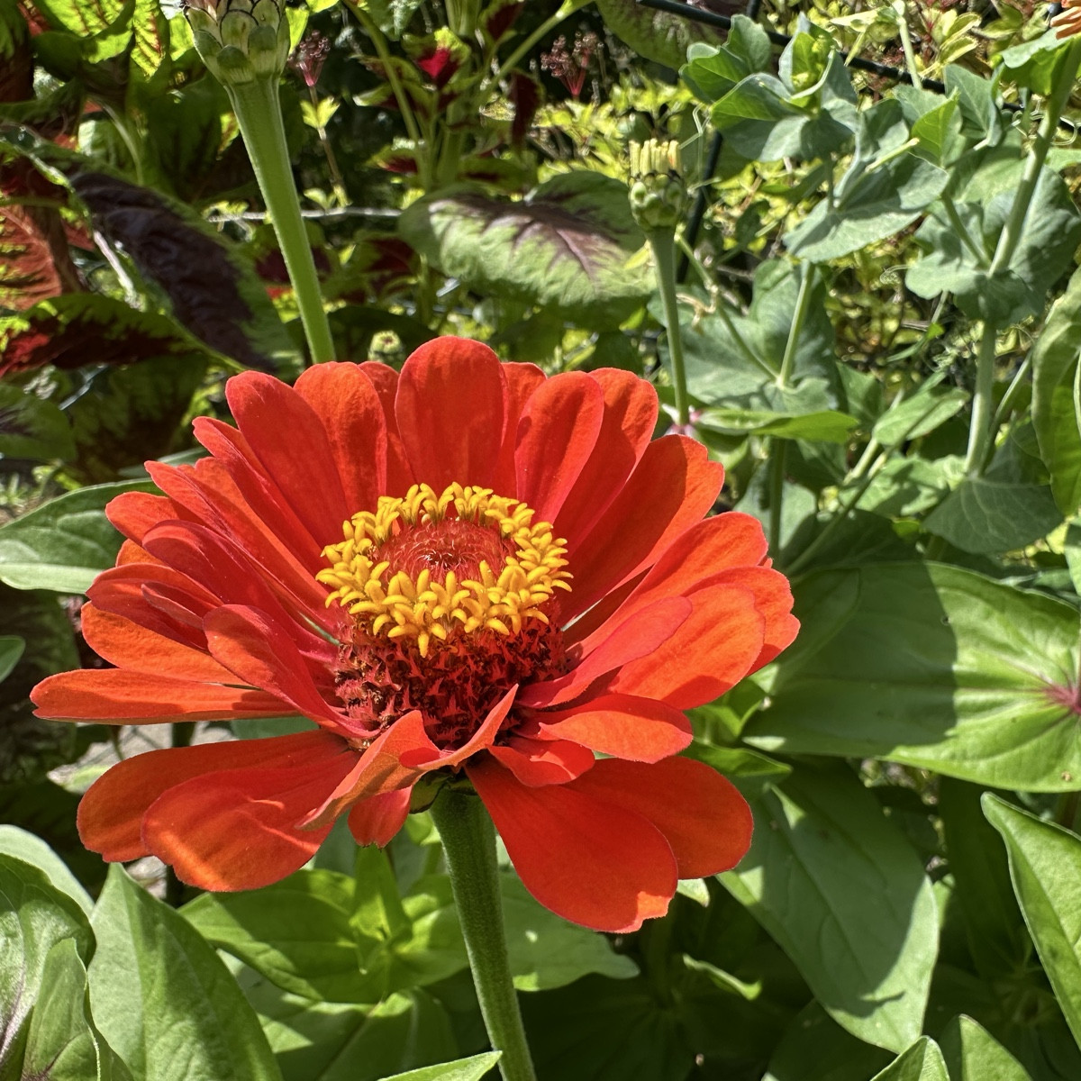Ein paar Blüten für euch 💚