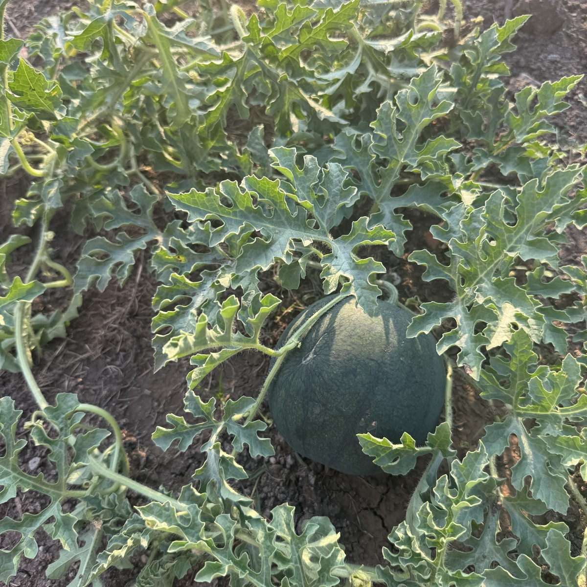 Bei uns wachsen die ersten Wasser Melonen.🍉 
Wir sind gespannt wann wir sie ernten können. 🤩