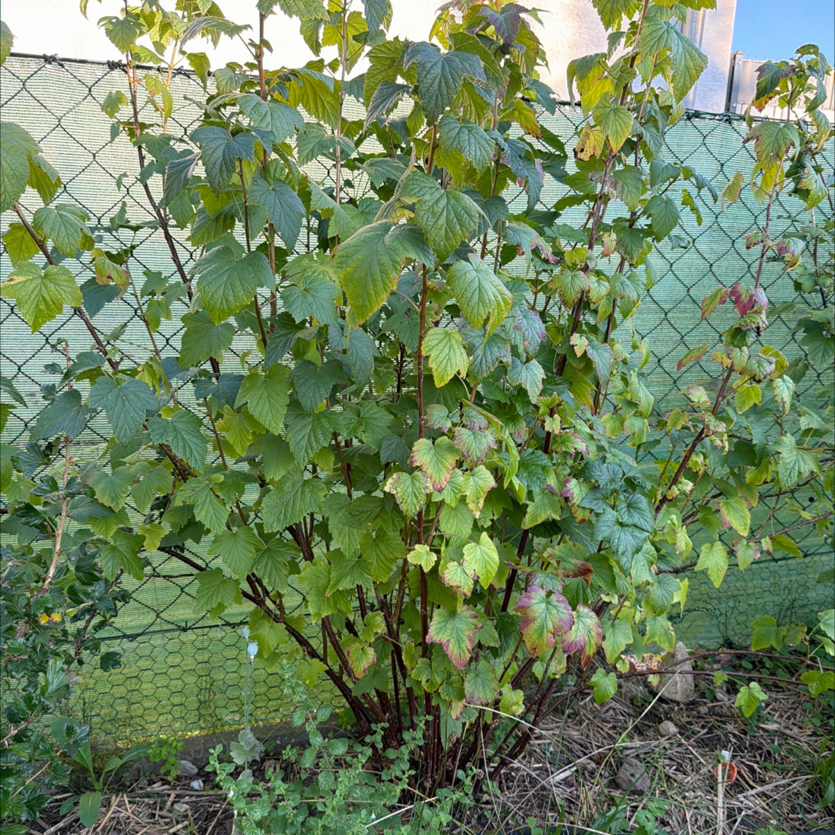 Habt Ihr Eure Johannisbeeren schon ausgelichtet?
Das steht bei mir nun auch noch an, so ca. 1/3tel entnehme ich vom ält…