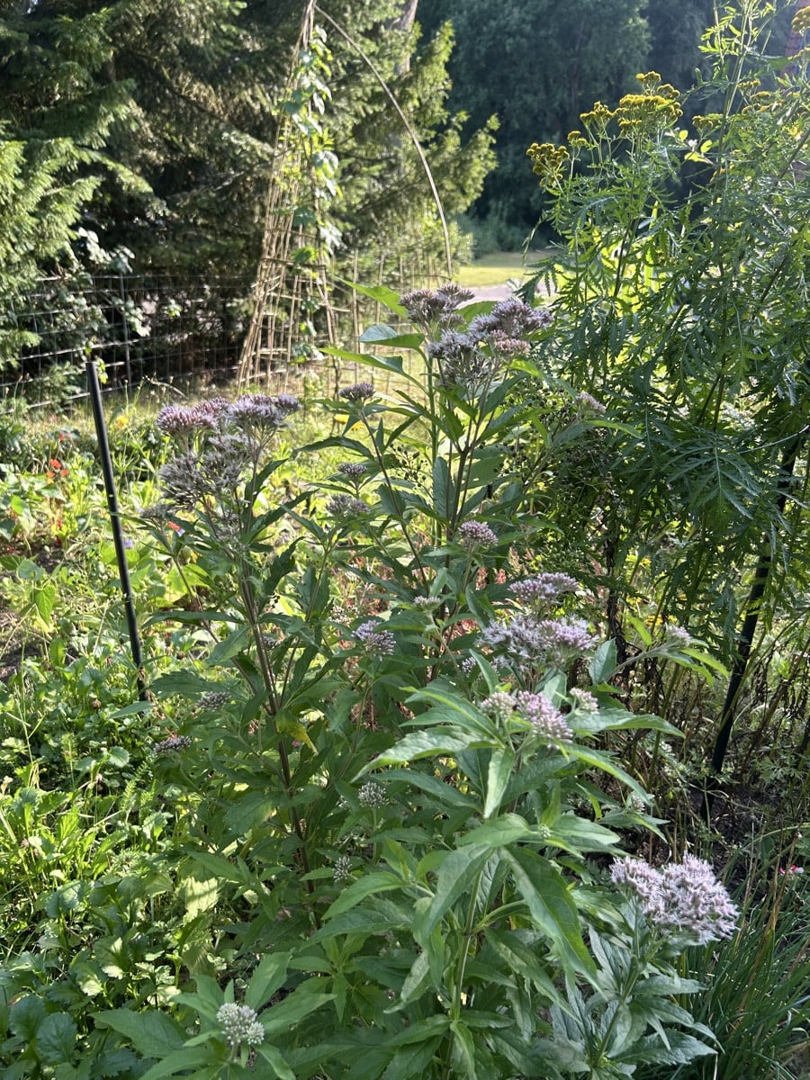 Bild 1 : die wohl schönste Cosmea Blüte. 

Bild 2: ich habe keine einzige Prunkwinde gesät.

Bild 3: darf man so ? #Mis…