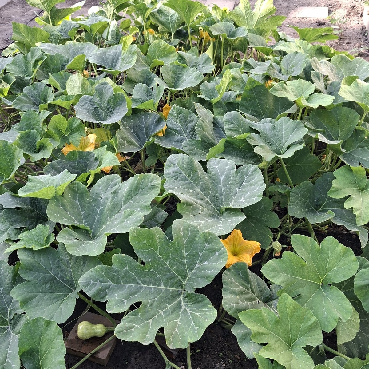Unsere Kürbisse werden immer mehr. Derzeit 14 Butternut. 3 Muskatkürbisse und eine undefinierte Sorte. Auch die bekomme…
