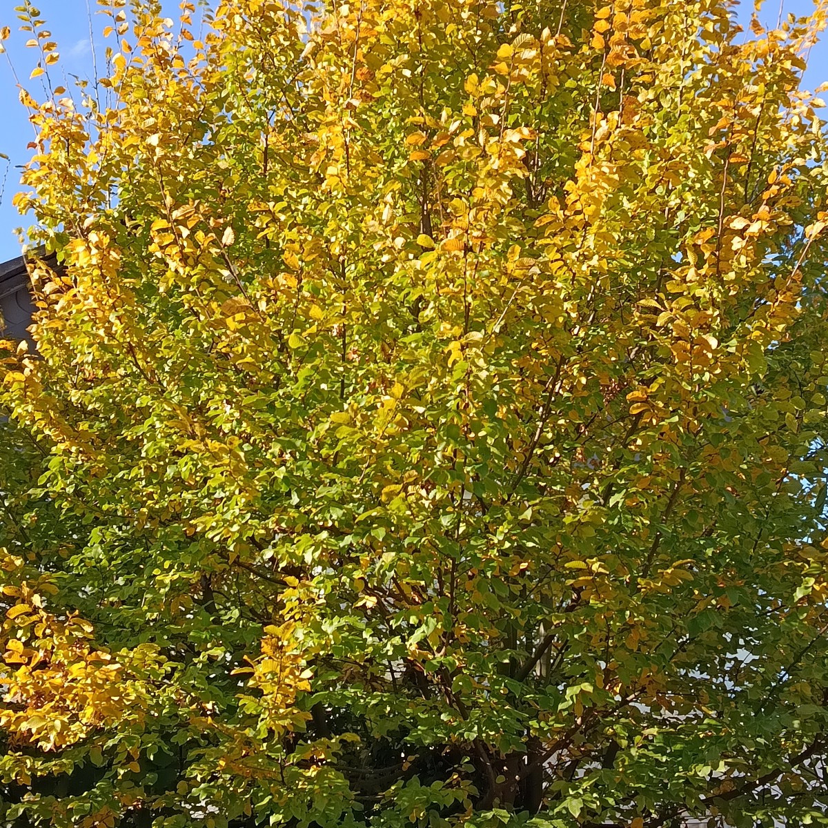 Indian Summer, ich liebe es....