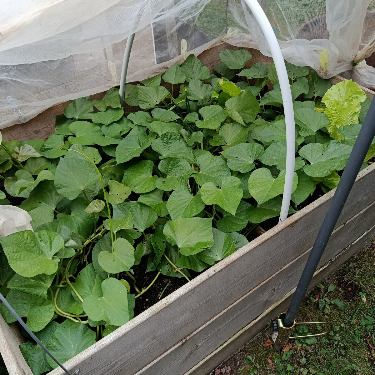 Hochbeet 1: Wirsing, Mangold, Feldsalat; Hochbeet 2: Süsskartoffeln, später dann vorgezogener Feldsalat.
Ein letztes Bi…