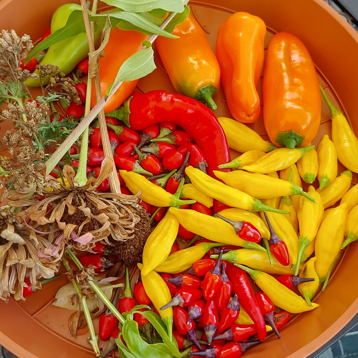 Basilikum geerntet,  gedörrt und Stecklinge gezogen.
  Chilis und Paprika geerntet  und Blumensamen gesichert. Natürlic…