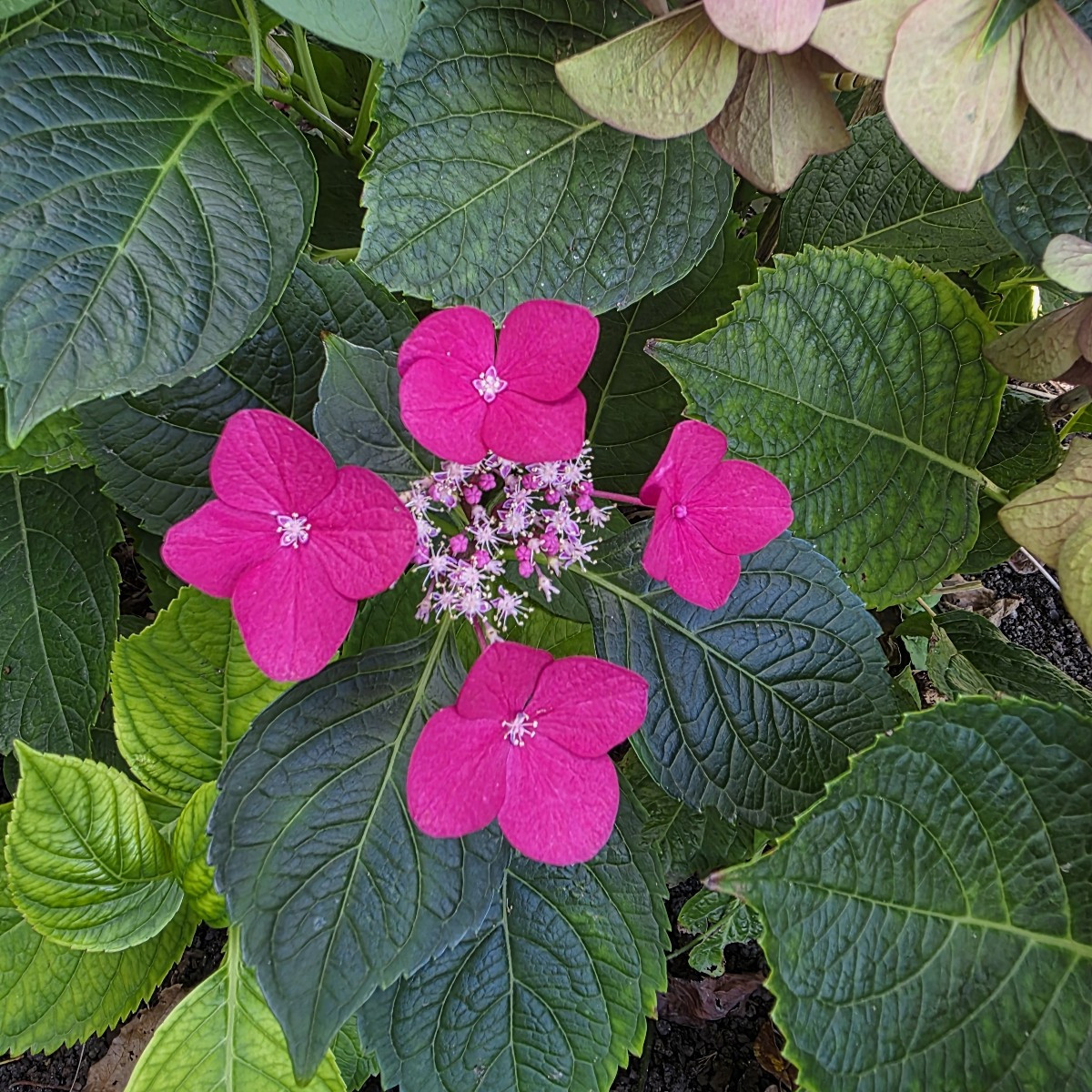 Letzte Ernte vorm Urlaub 😁 und noch ein paar impressionen 