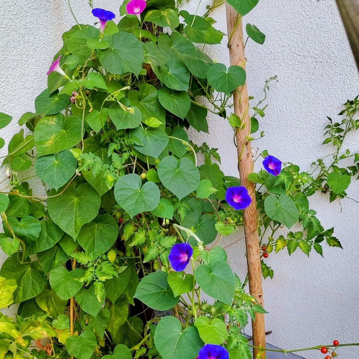 Und ein paar Blumenfotos 😀