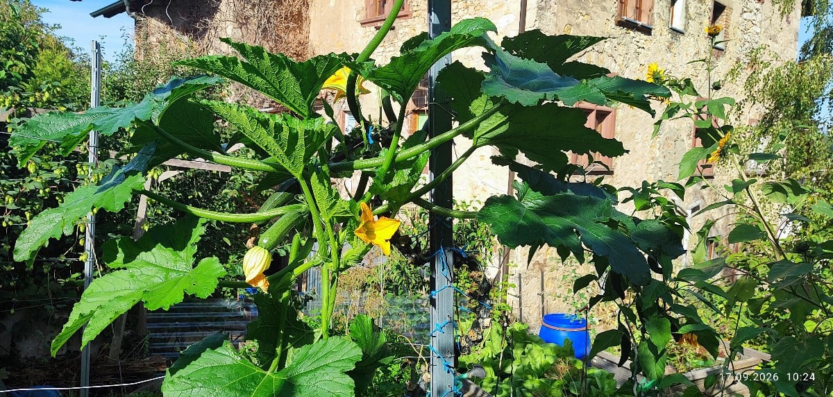 ...Ein paar frühherbstliche Impressionen aus'm Garten...
Die #kletterzucchini trotzt immer noch tapfer dem echten Mehlt…