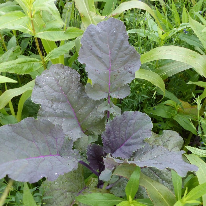 Abessinischer Kohl / Äthiopischer Senf