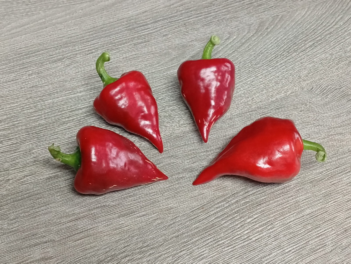 Nach getaner Arbeit hüpfte uns heute dieser Grasfrosch über den Weg. Zum Mittag gab es geschmorte Schlangenhaargurken m…