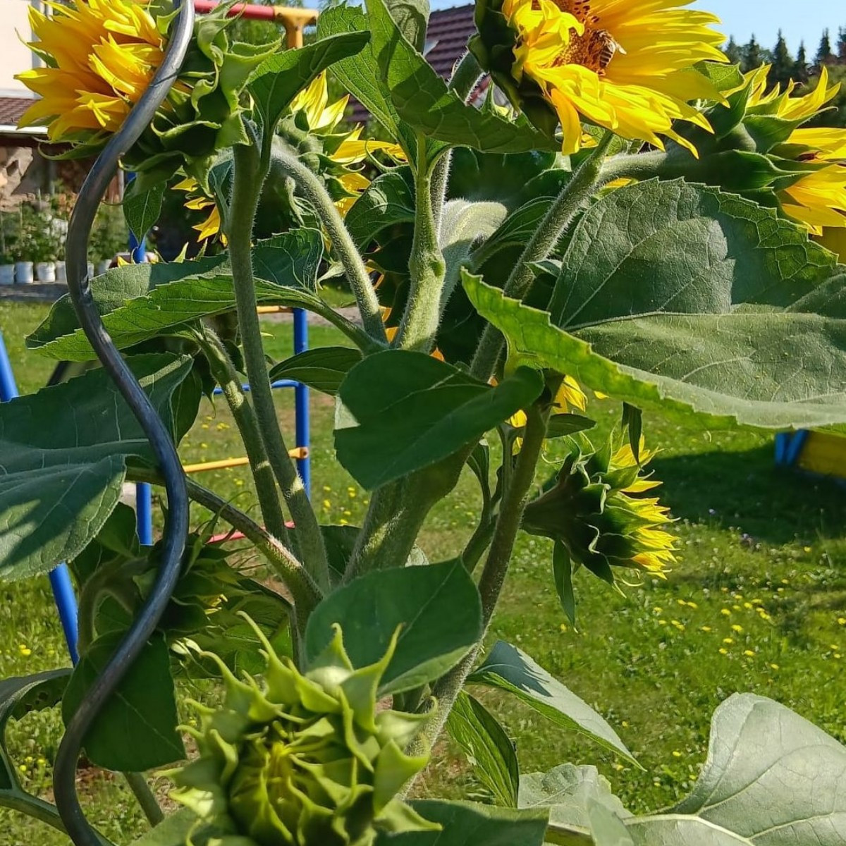 Ich habe dieses Jahr keine Sonnenblumen ausgesät und habe trotzdem so ein schönes Exemplar mit vielen Blüten im Garten.…