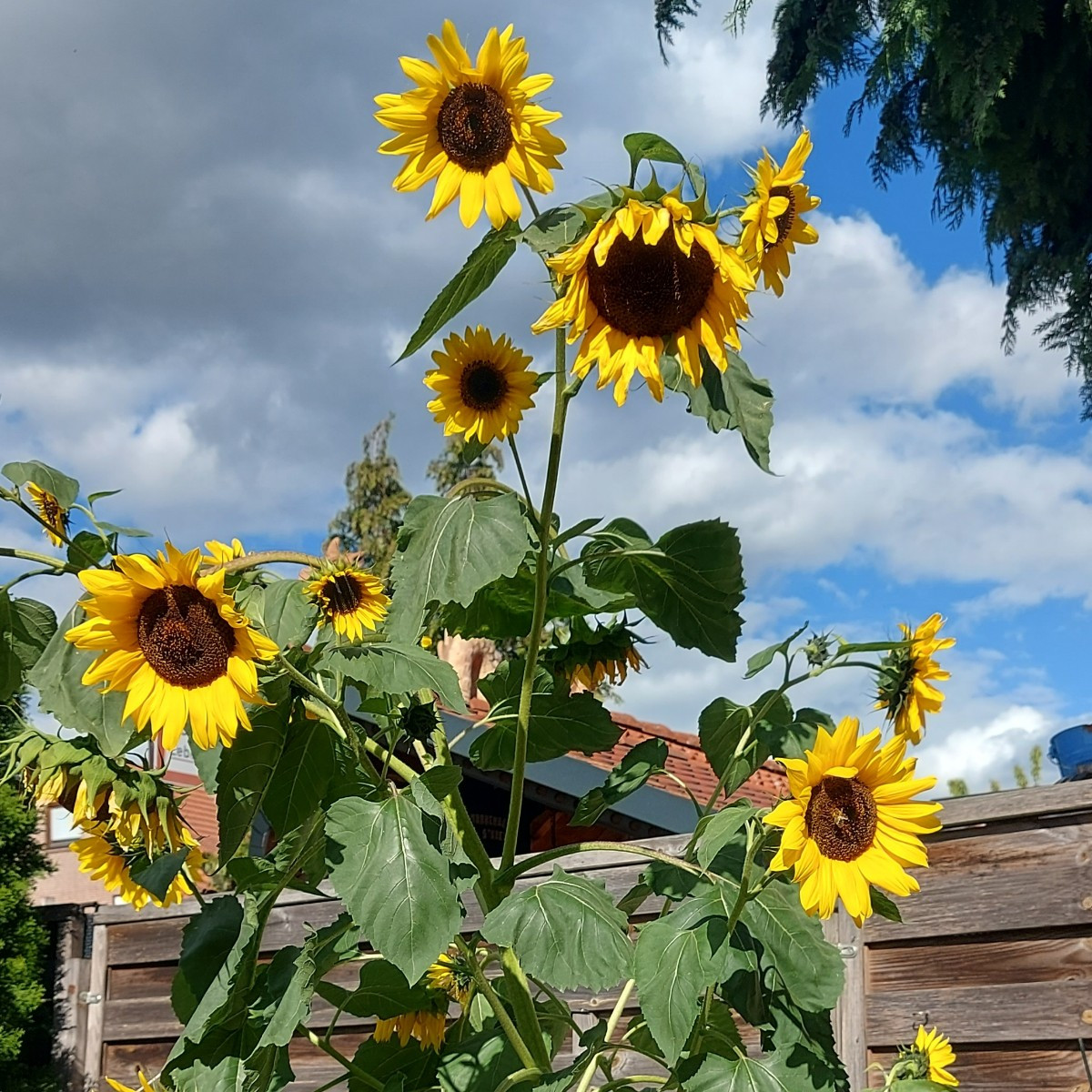 Hallo ihr lieben, 
Mal ein paar impressionen aus meinem Garten.  Alle Blumen und Pflanzen sind selber gezogen. Die Blum…