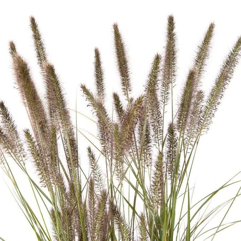 Ziergräser - Federborstengras, Lampenputzergras