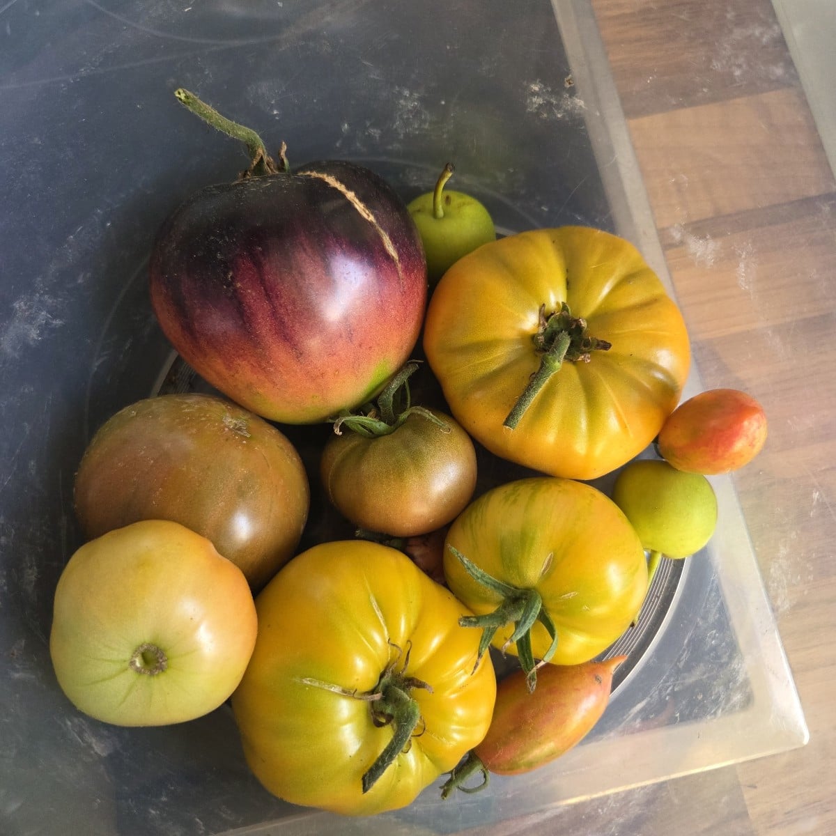 Heutige Ausbeute, wieder tolle Tomaten 🥰 das Tomatenzelt war eine grandiose Entscheidung 💖 wird nächstes Jahr doppelt…