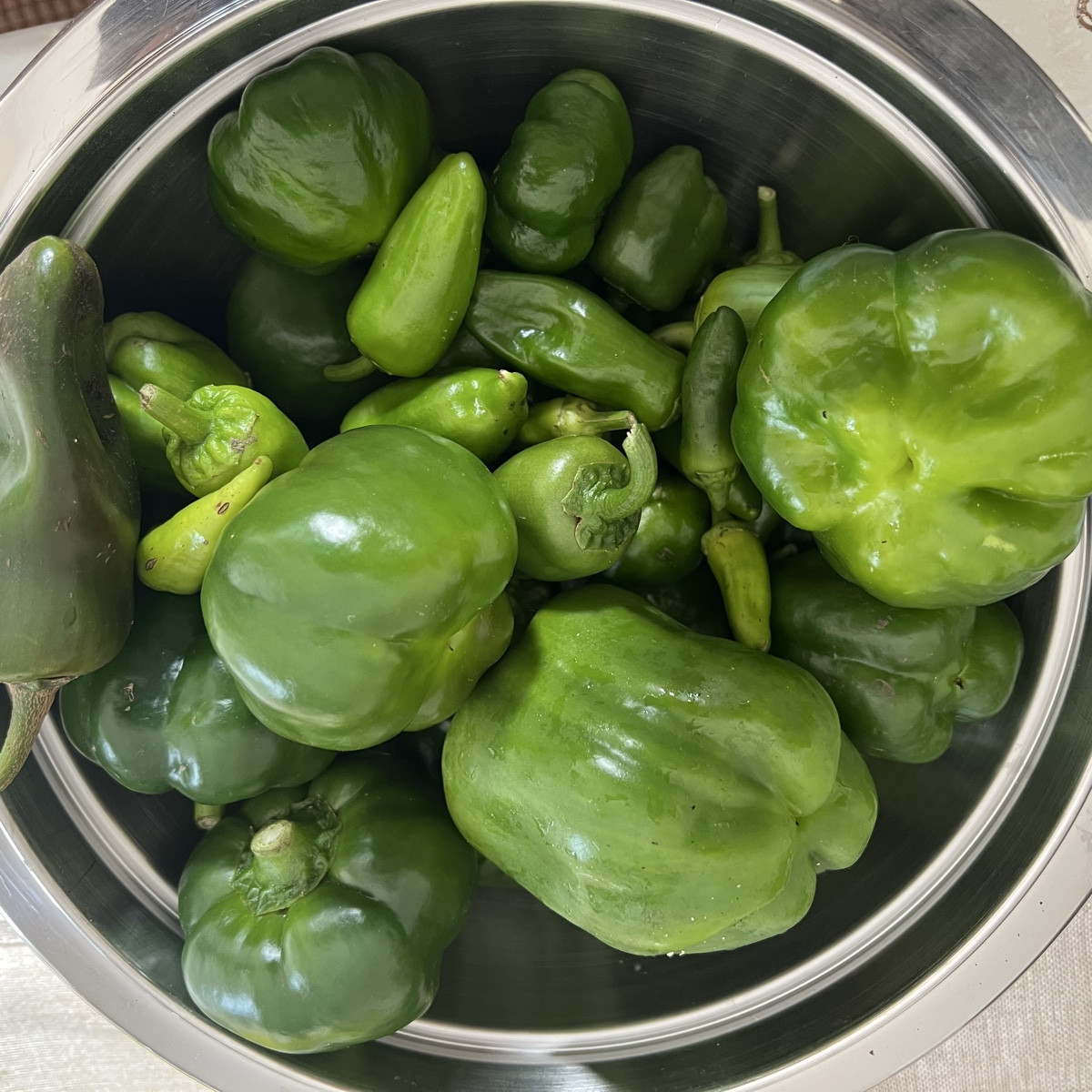 Letzte Chilliernte. Es gibt zwar noch viele Blüten, aber ich mag nicht mehr. Es war ja eine richtige Chillischwemme die…