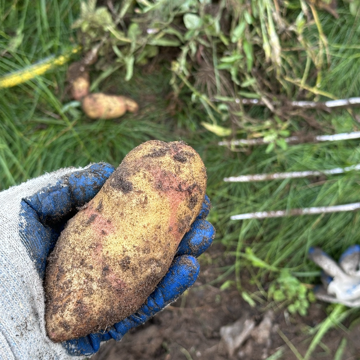 Keine Kröten in meinen Kartoffeln, was da los, @Luc?!