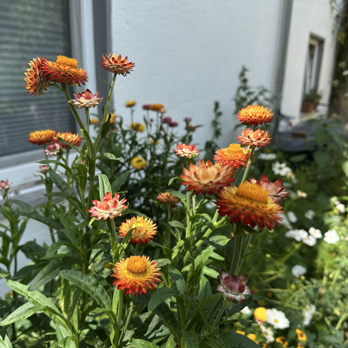 Habt ihr von Strohblumen schonmal den Samen genommen und im nächsten Jahr wieder ausgesät? Ich würde das mal probieren…