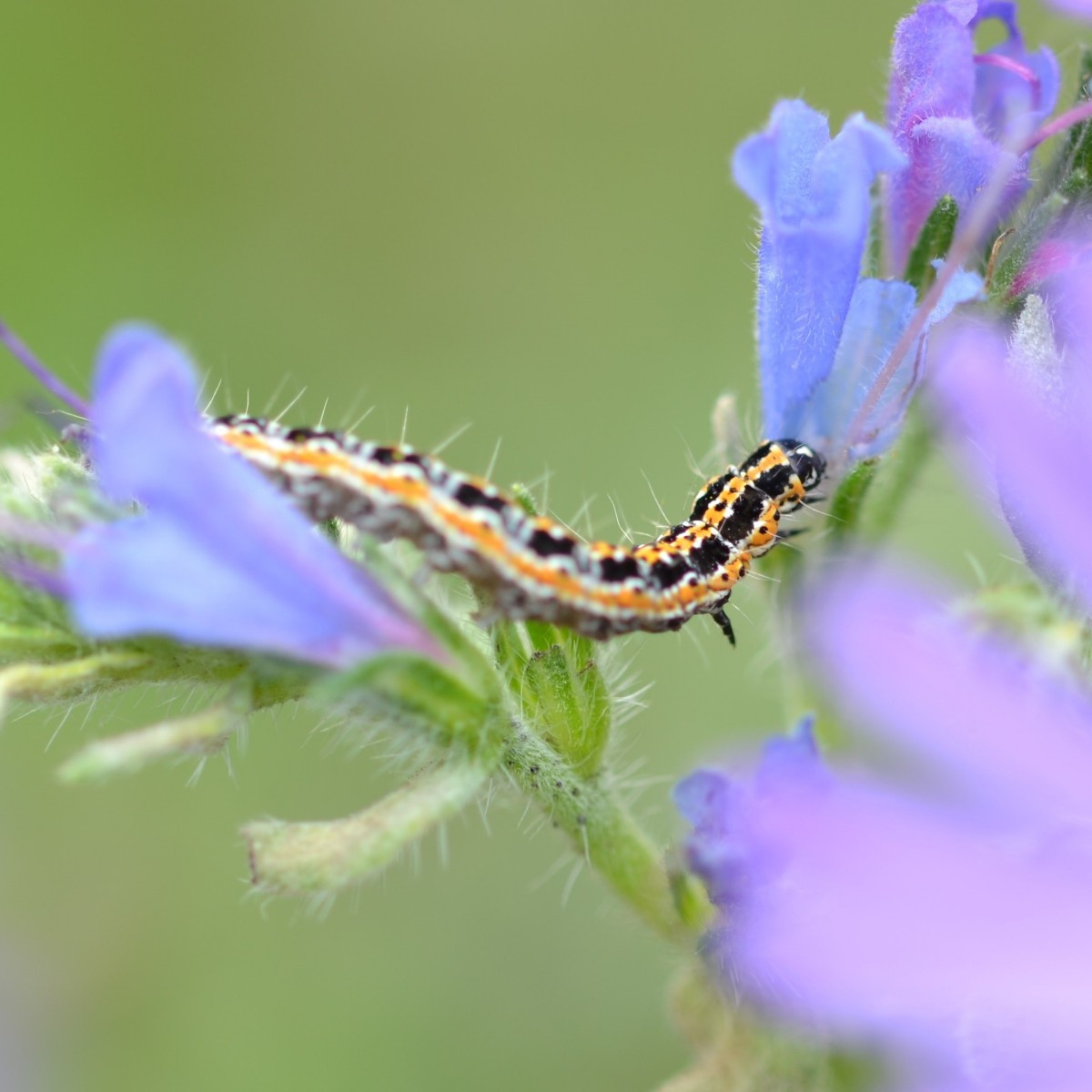 Ein paar Fotos aus den letzten Tagen: 1: die Ackerhummel, 2: eine Erdhummel, 3: der Purpurzünsler, 4: die Gemeine Weide…