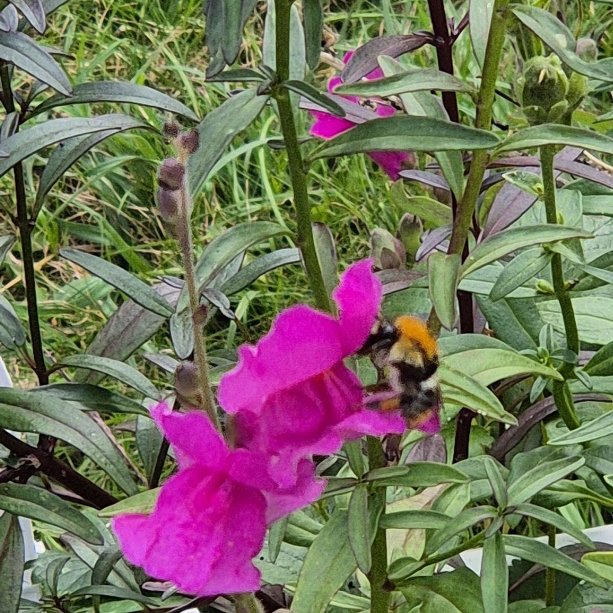 10 Minuten Zeit-schnell was ernten! 
Von der Hummel konnte ich leider kein richtig scharfes Foto machen.