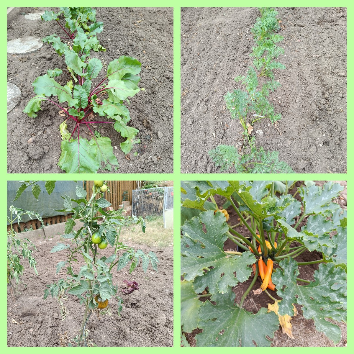 Neuer Garten und noch nicht so viel ernte .Der Boden ist da nicht gedüngt gewesen .Da war früher mal Rasen gewesen .