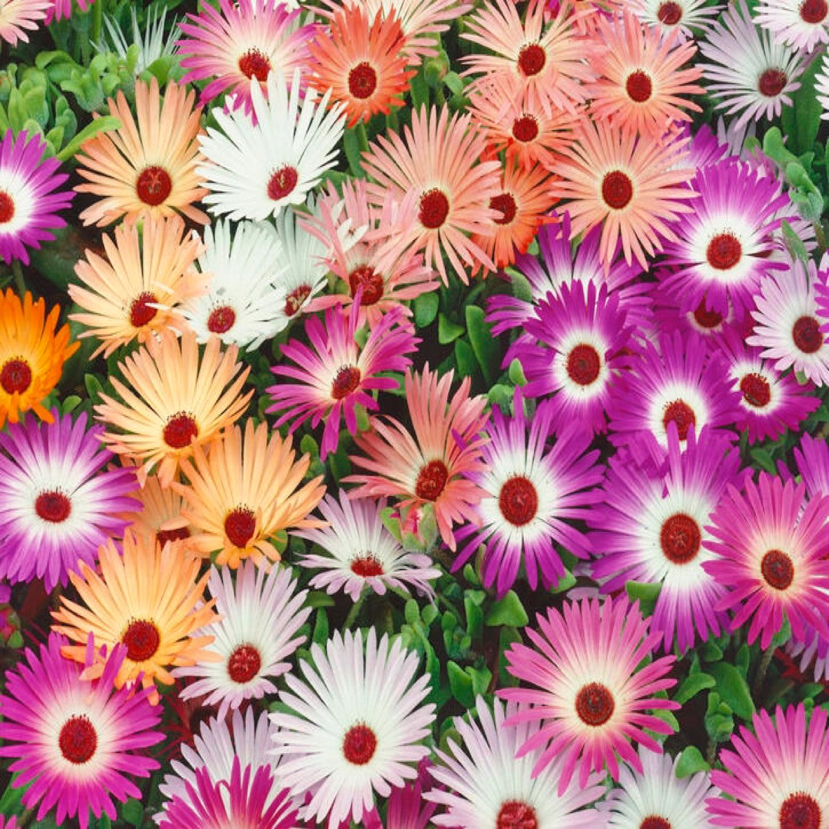 Mittagsblume (Prachtmischung)