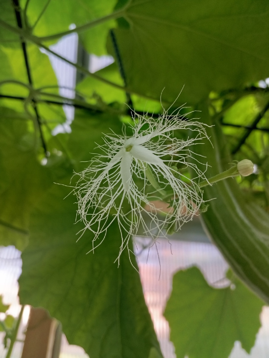 ... und das sind die weißen Blüten dazu.
