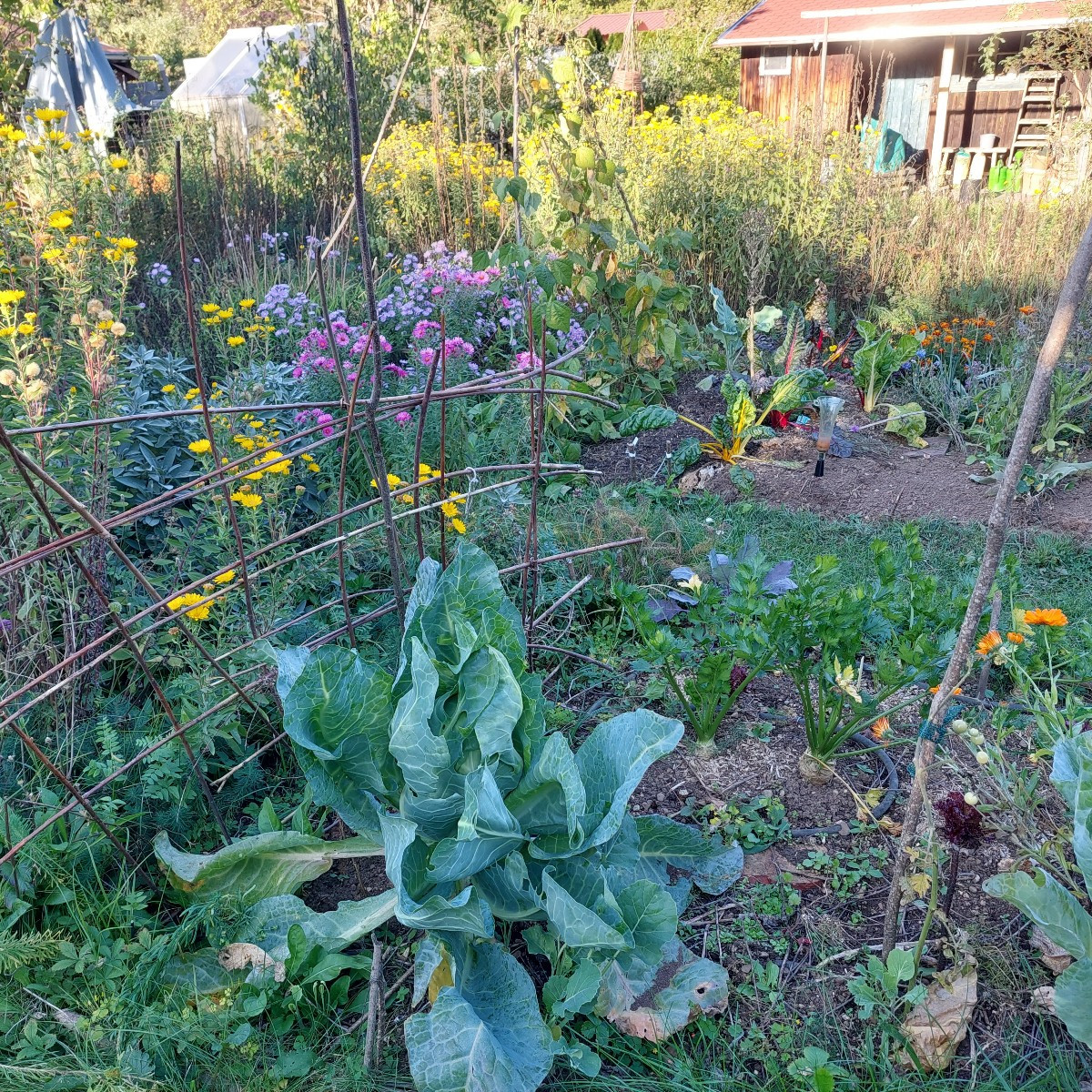 Garten am Dienstag nach der Arbeit. 
Die Sonnenhüte blühen die zweite Runde, nachdem die erste verdorrt ist.
Die Cosmee…
