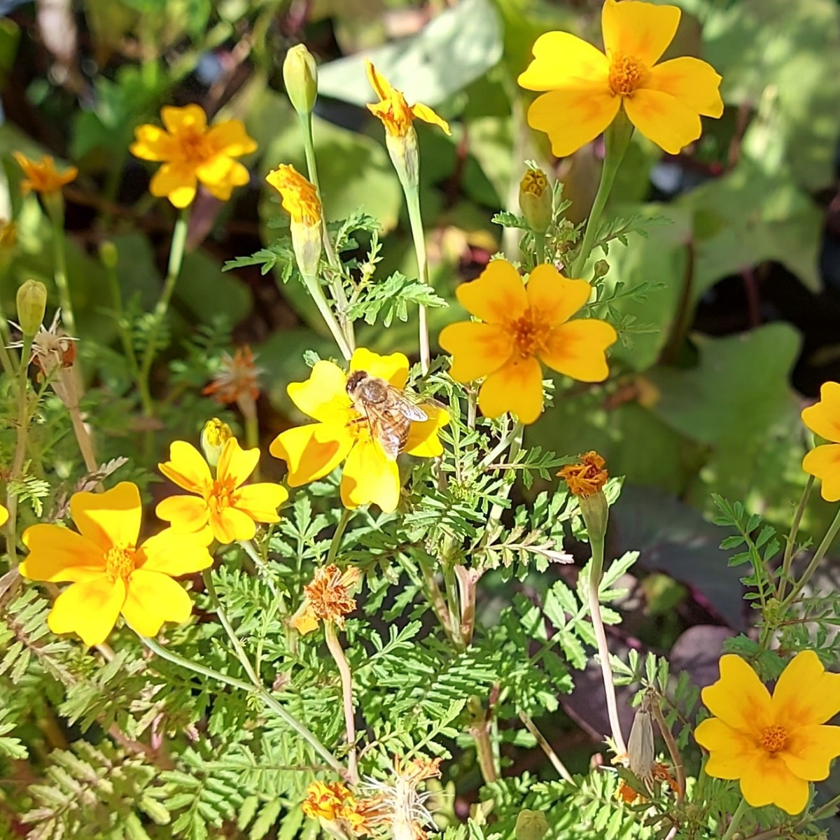 Hallo ihr lieben, 
Mal ein paar impressionen aus meinem Garten.  Alle Blumen und Pflanzen sind selber gezogen. Die Blum…
