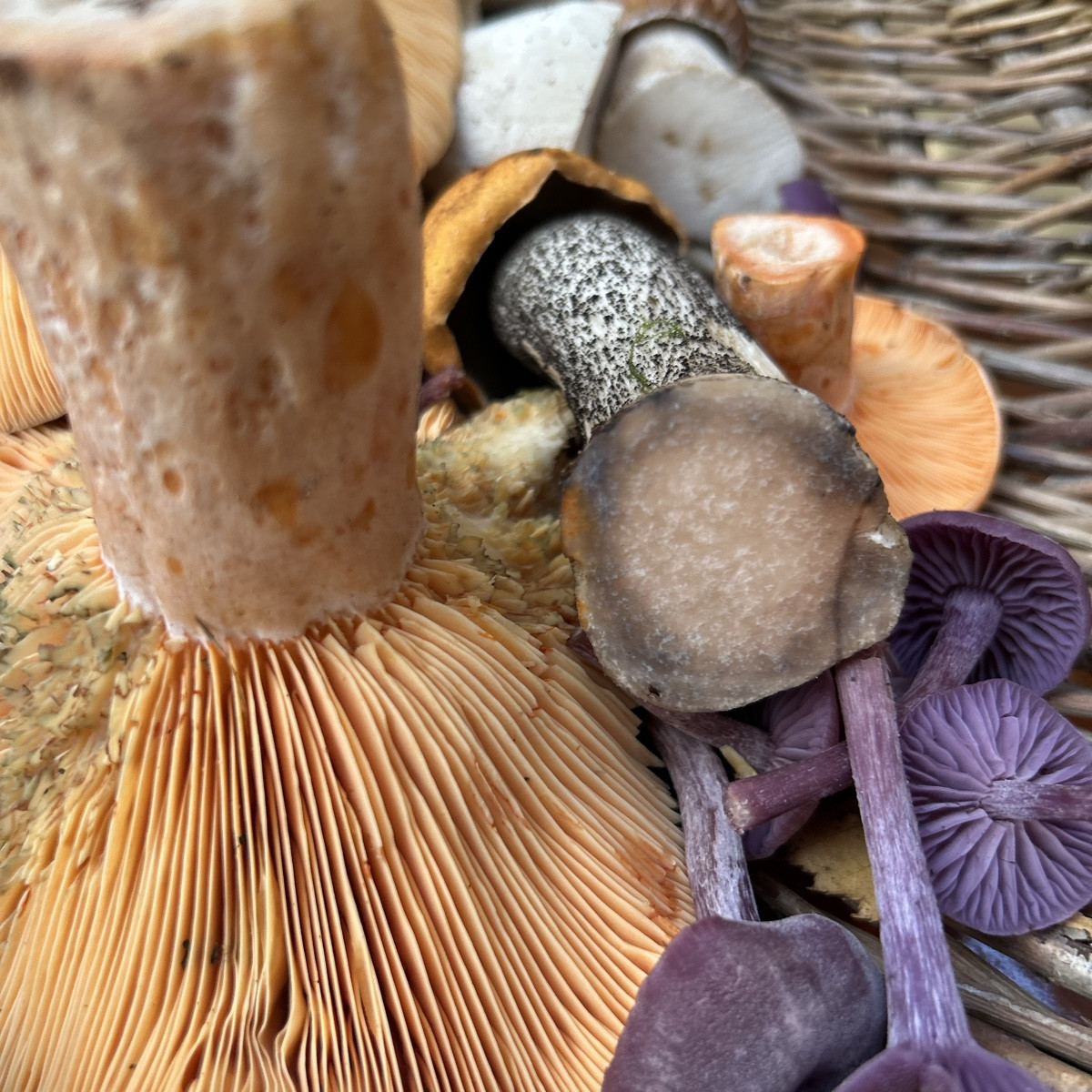 Fungi Monday 😇🍄‍🟫

Heute eine schöne Tour gehabt mit vielen herbstlichen Eindrücken und einer Vielfalt an Pilzen. Di…