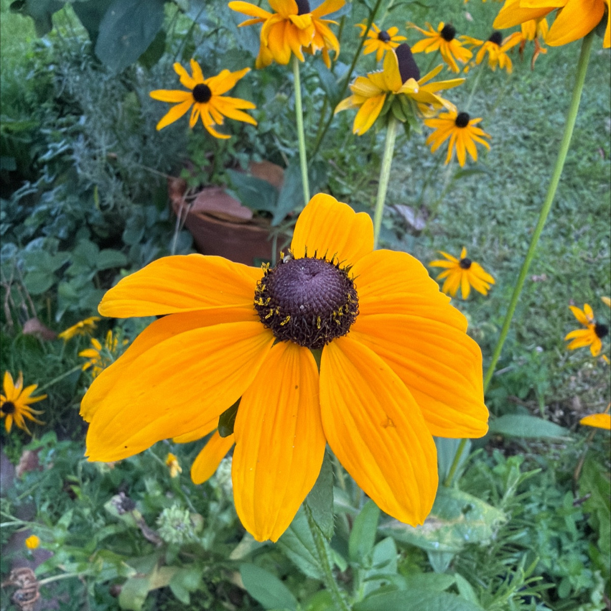 Selbstaussaaten Strohblume? Sonnenhüte 🤩
Beinwell explodiert 👌
Buchweizen sät sich auch jedes Jahr selbst aus, wie Fe…