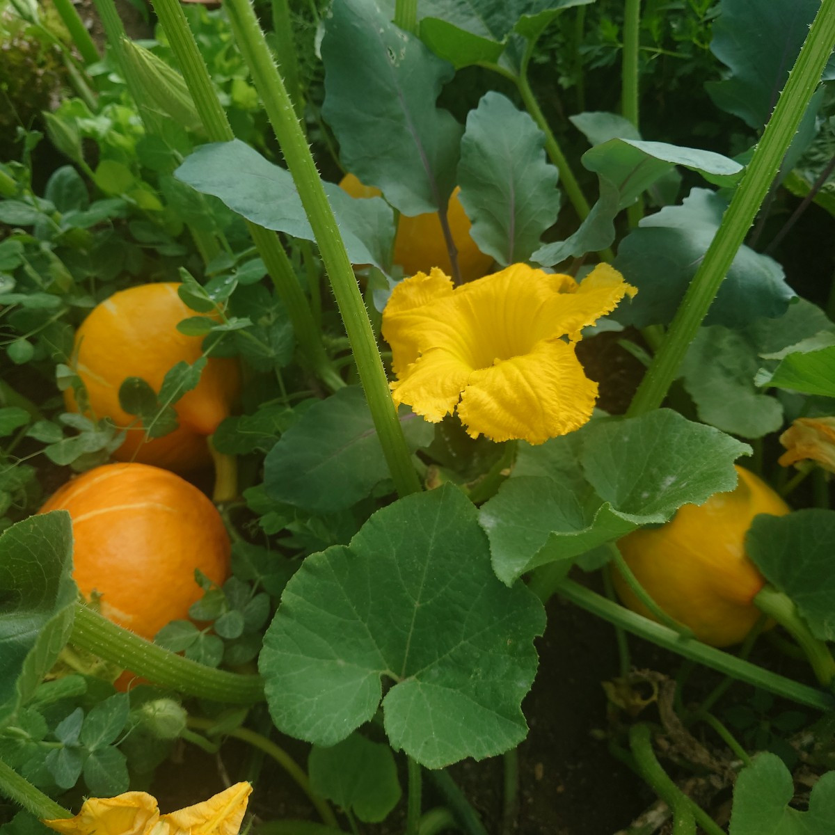 Zurück aus dem Urlaub und ab ins Schlaraffenland 🥰... Die Tomaten im Gewächshaus wachsen enorm unterschiedlich: Marman…