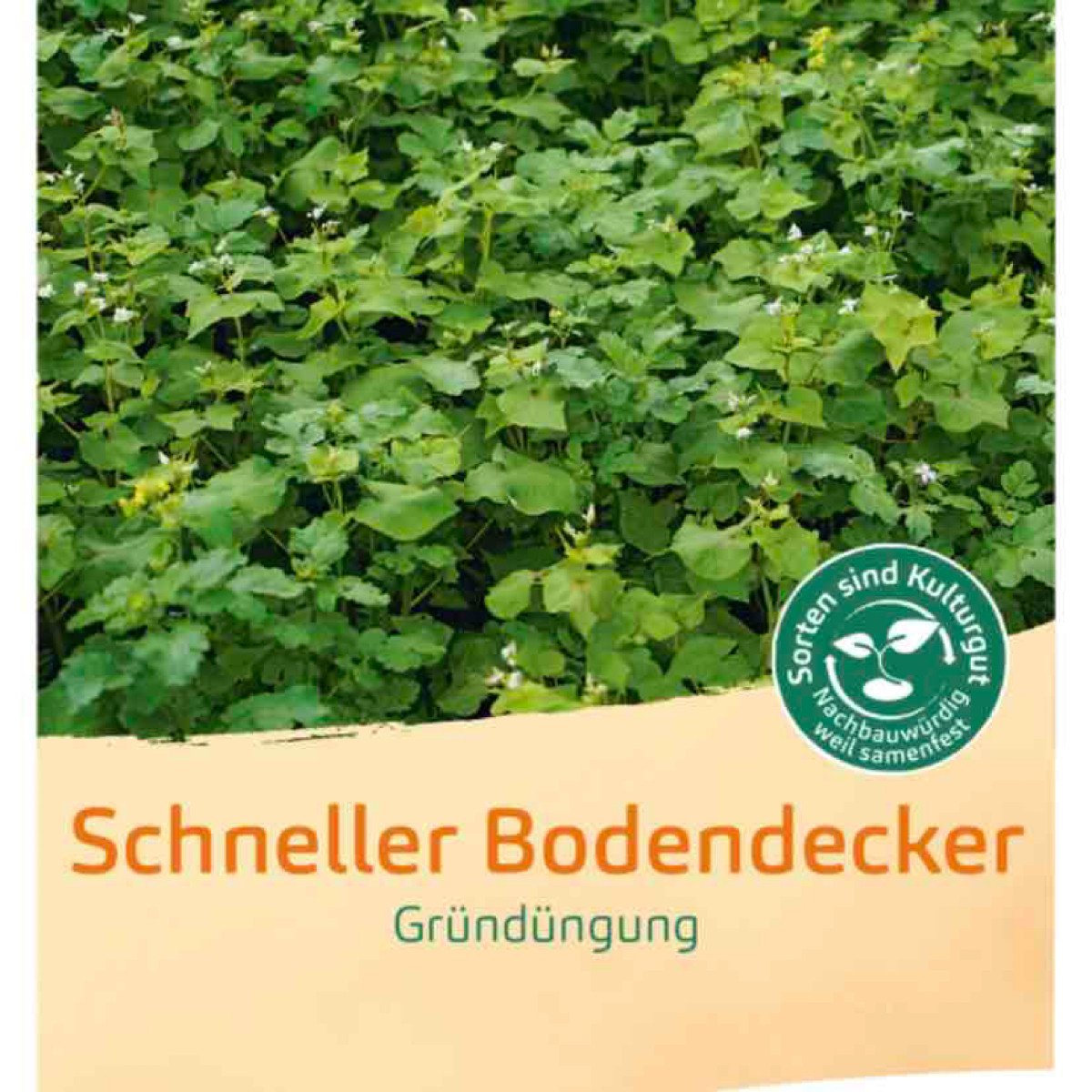 Schneller Bodendecker