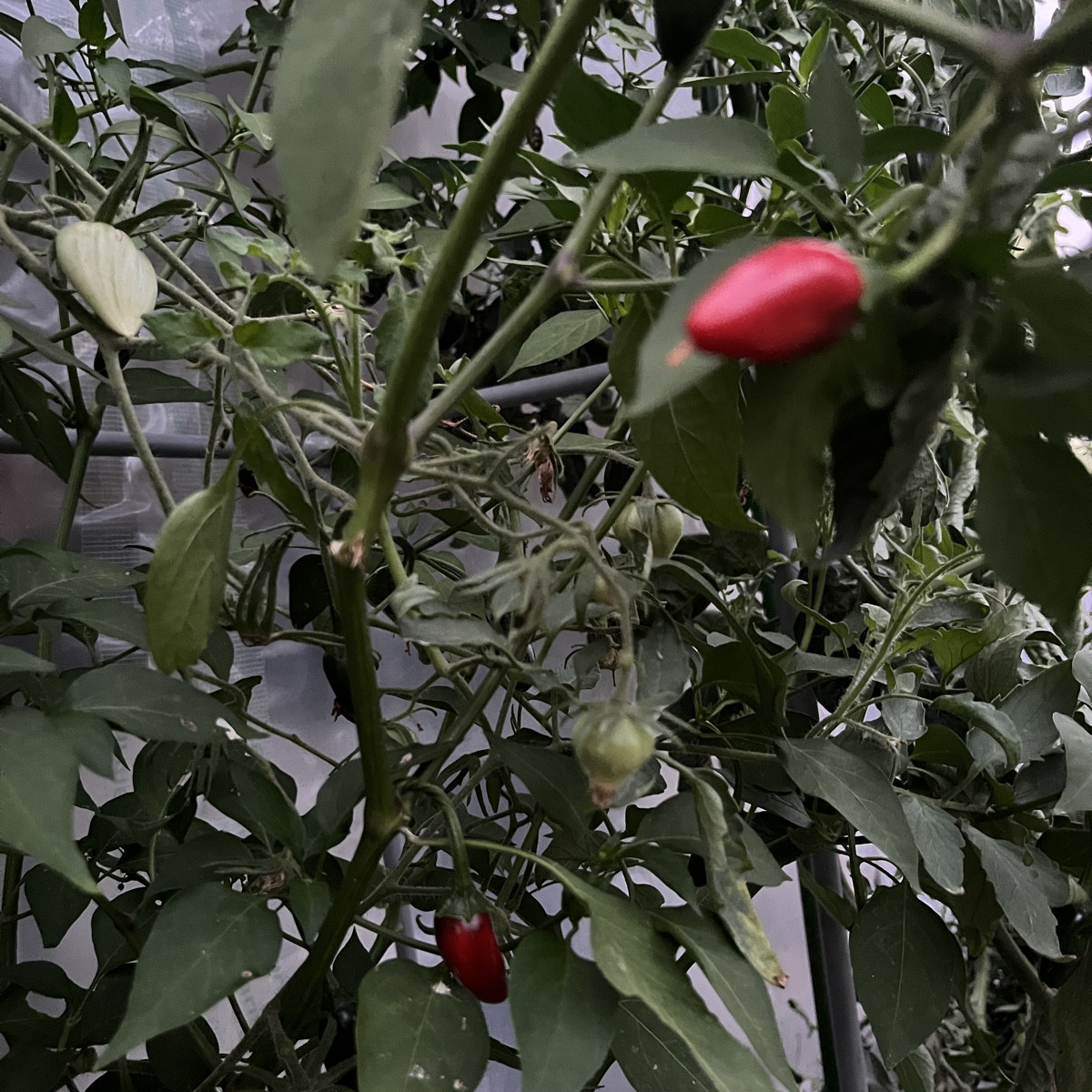 Hallo Leute

Was würdet ihr denn mit dieser Tomate machen? Bild 1 heute, Bild 2 vor einer Woche. Das Laub sieht gesund …