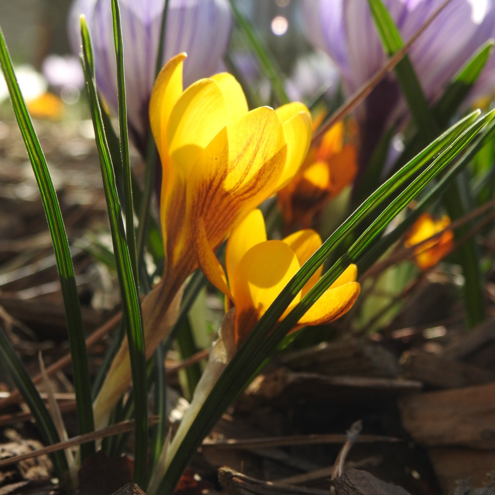 Frühlings-Krokus 'Gipsy Girl'