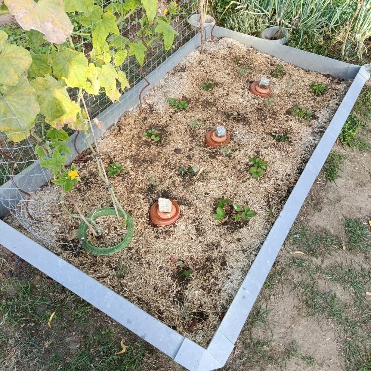 Das war mein Erdbeerbeet bei der Neuanlage. Inzwischen sind alle Pflanzen angewachsen.