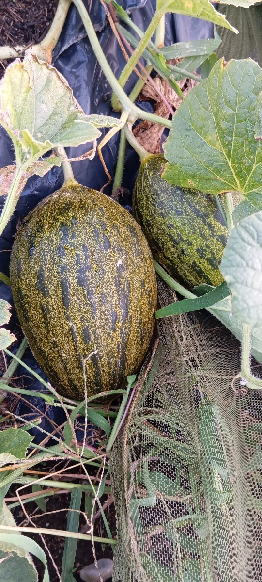 Heute aus dem Garten: Reisetomate, Litschitomaten, Maismäuse 🤣🤣🤣🐁 Tatonka, Chili Rawiit, Tafeltraube Phönix, Cranbe…