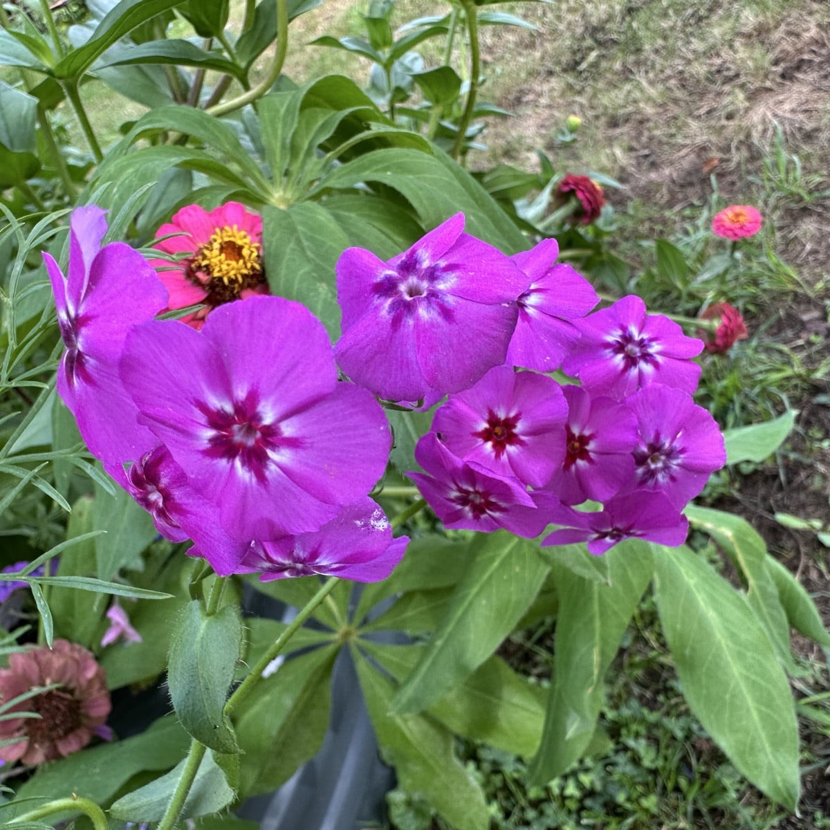 Phlox