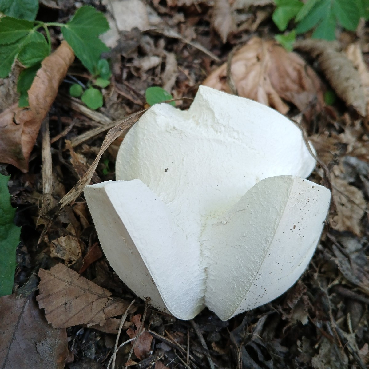 Da ich befürchtet hab, dass mein Zufallsfund von gestern (der Schwefelporling) nicht reicht bin ich heute in den Wald, …