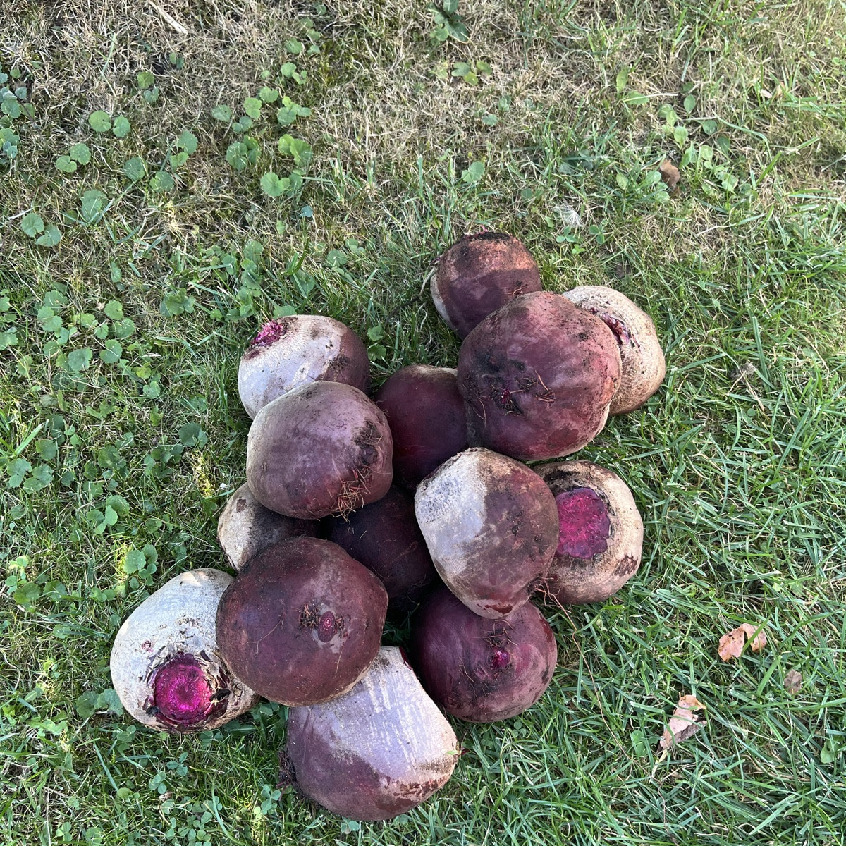 Endlich mal geschafft die Rote Beete abzuernten 🙈 #ernte #rotebeete #buntundlecker 