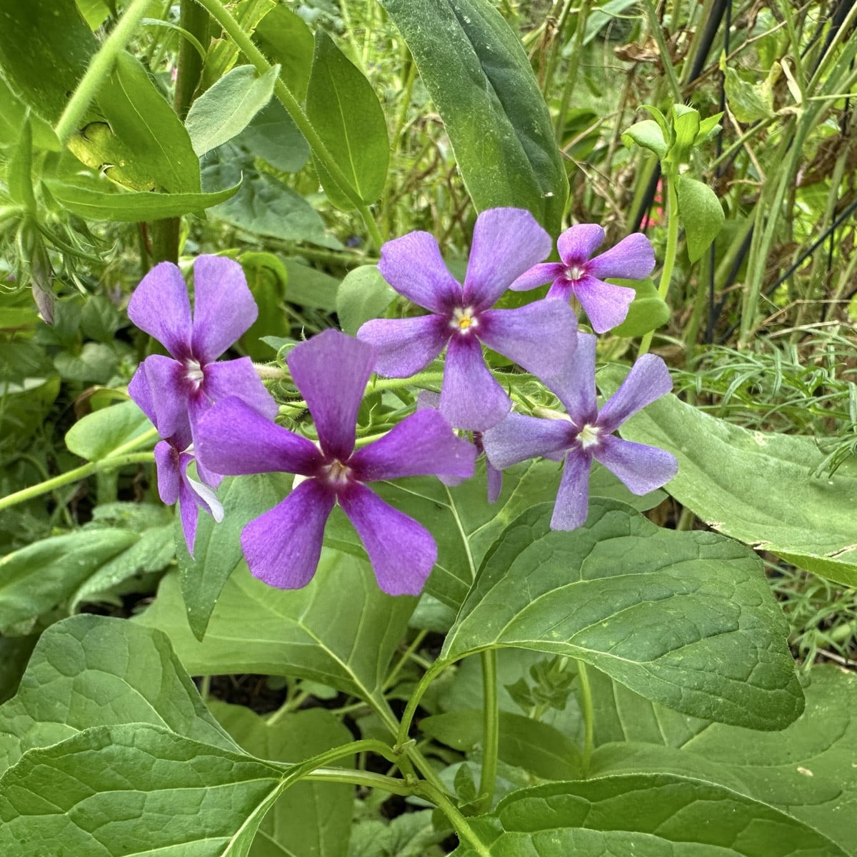 Phlox