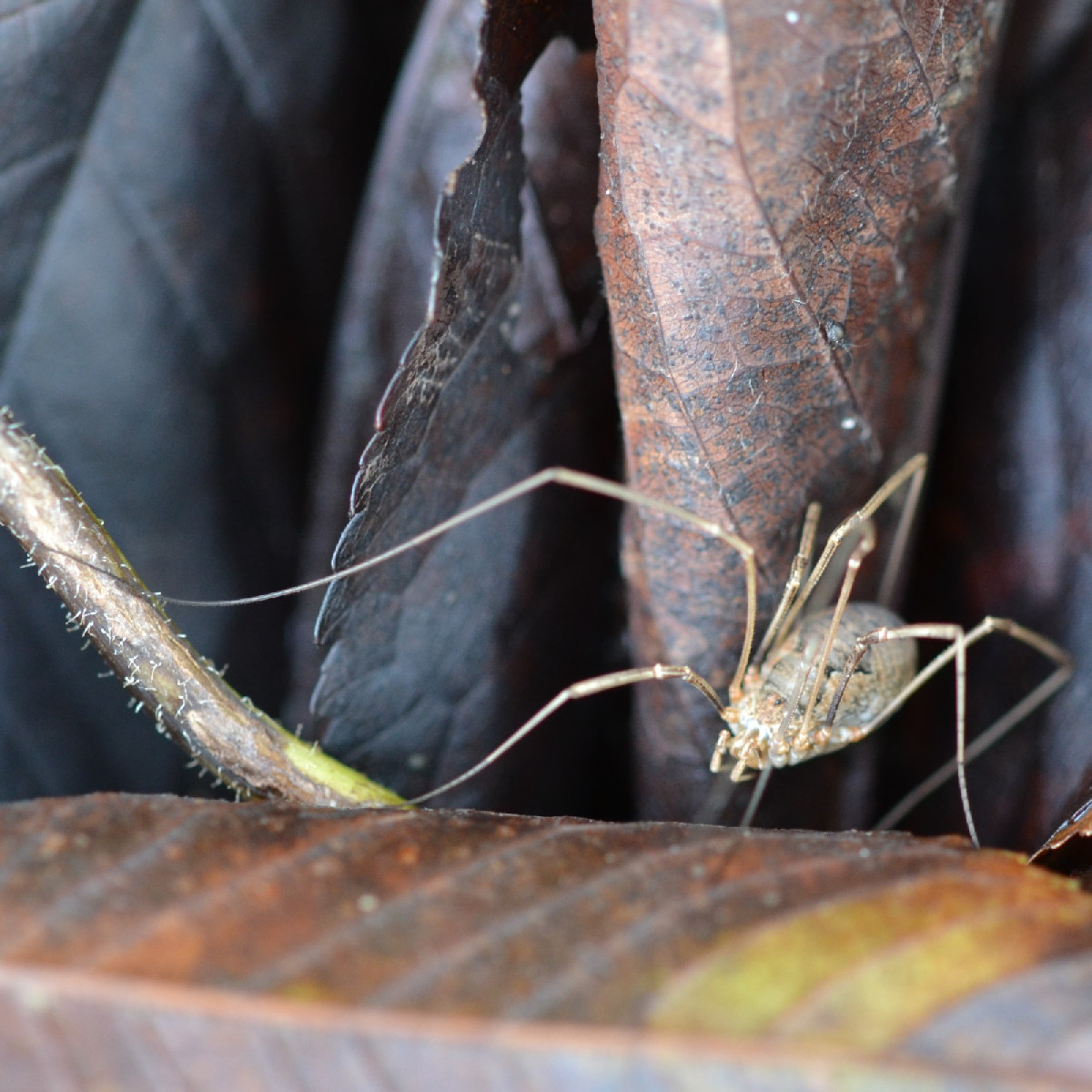Woran kann man bei Schwebfliegen erkennen, ob es sich um ein Weibchen oder ein Männchen handelt? Ich hab bei der Mistbi…