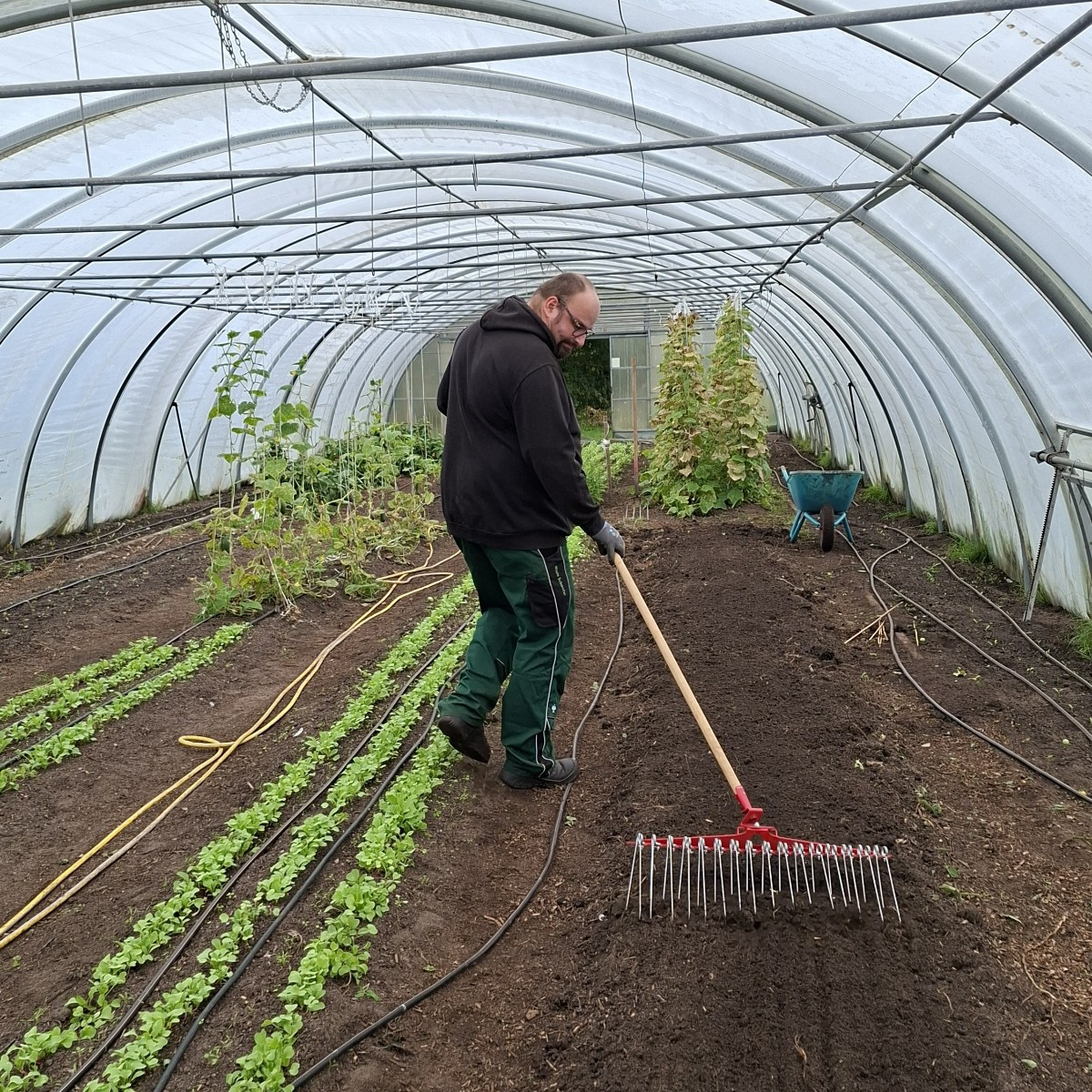 Heute wurde in Folientunnel 3 die letzten Tomaten geerntet, die unreifen und überreifen entsorgt in die schwarze Tonne …