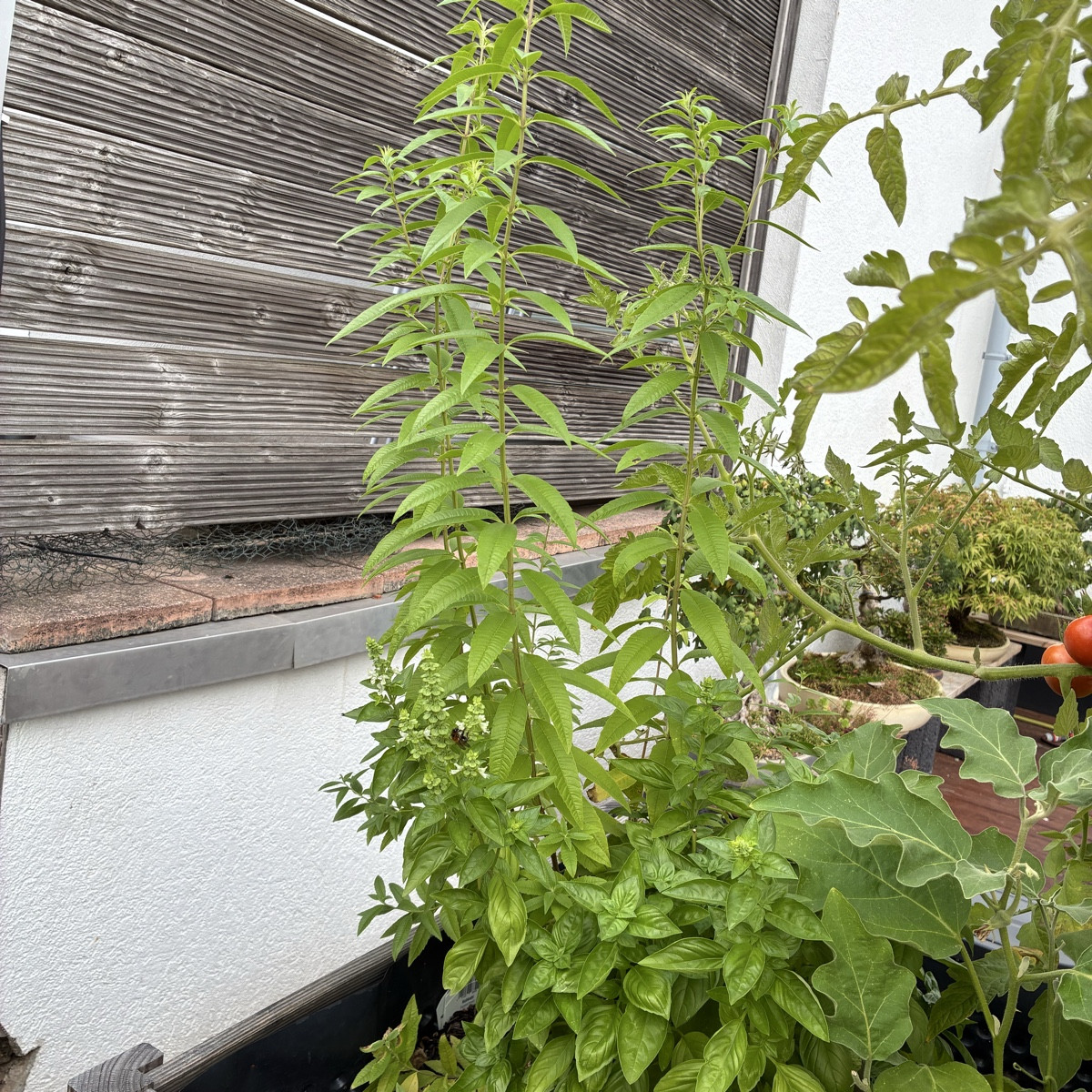 Kleiner Rundgang zu dem was hier gedeiht.
Bild 1+2 ein einzige Tomatenpflanze, die fast das Beet in Beschlag nimmt.
Bil…