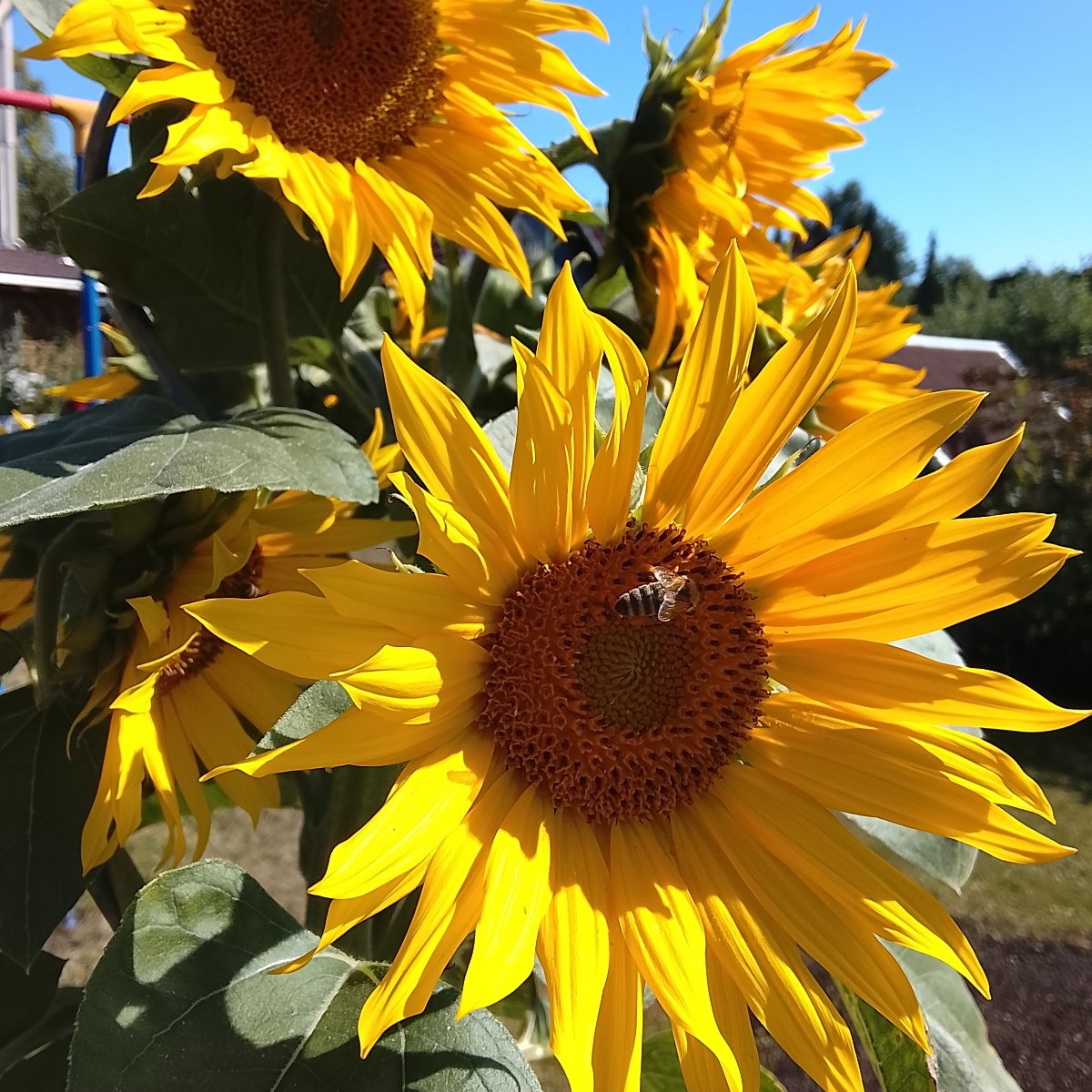 Ich würde gerne Saatgut nehmen von meiner schönen Sonnenblume. Wann kann ich ein Säckchen über die Blüte stülpen? In de…