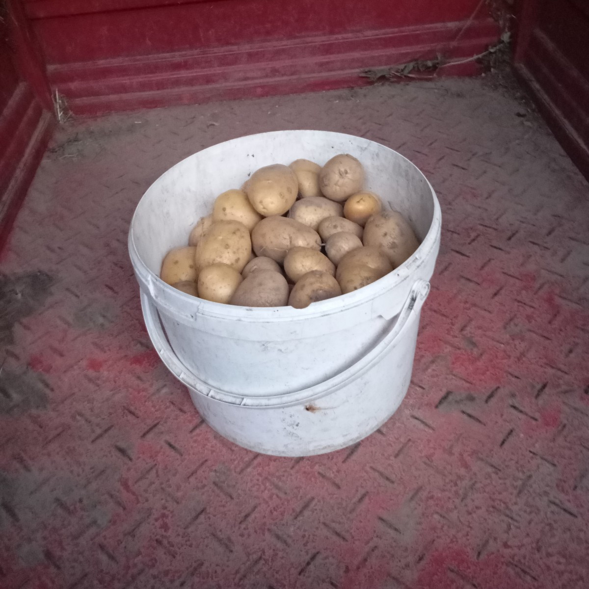 Heute Kartoffeln Sorte Agria geerntet zwei Eimer von zwanzig pflanzen 