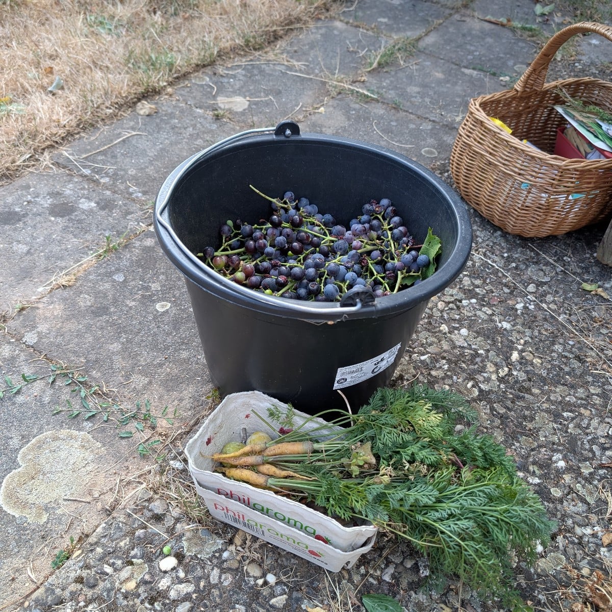 Ich bin so traurig über meine Garten dieses Jahr...die Kübelpflanzen funktionieren prima, aber im Schrebergarten herrsc…