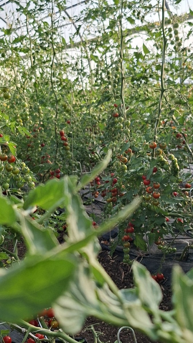 Hier ein blick live in die tomatenernte. Inzwischen wird alle 3 tage geerntet